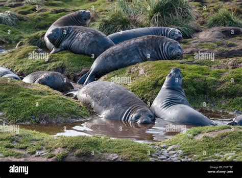 Abandoned Southern elephant seal pups resting on land Stock Photo - Alamy