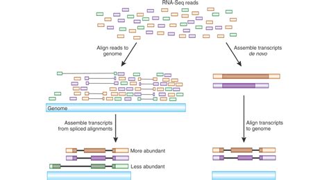 RNA-seq Analysis – NGS Analysis