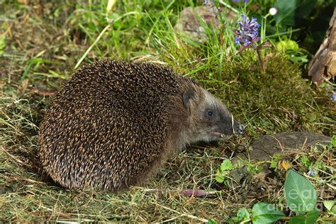 European Hedgehog Photograph by Helmut Pieper - Fine Art America