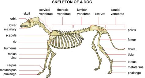 18 Images Chihuahua Anatomy Diagram