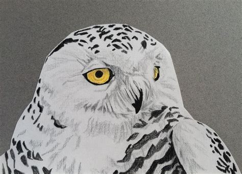 Snowy Owl Drawing Drawing by Pio De Lima - Pixels