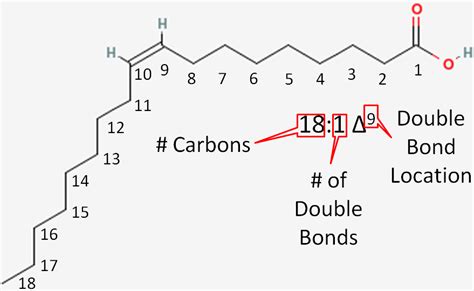 Fatty Acid Nomenclature | Nutrition