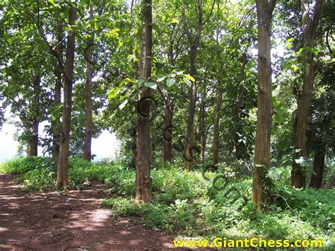 Teak Wood Plantations in Java Island by GiantChess.com | 9.18