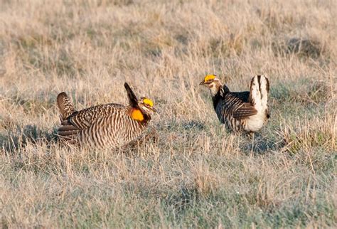 Biodiversity » Spring Prairie Chicken Trip