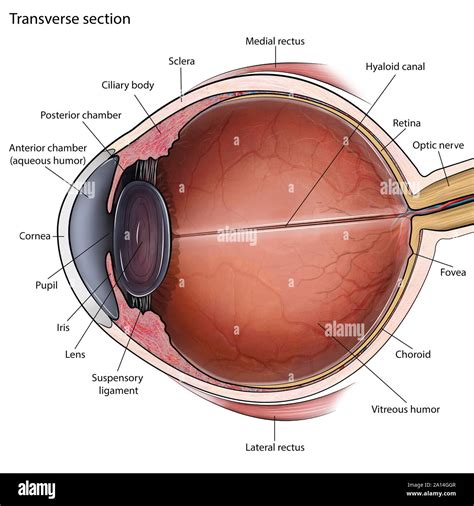 Eye anatomy hi-res stock photography and images - Alamy