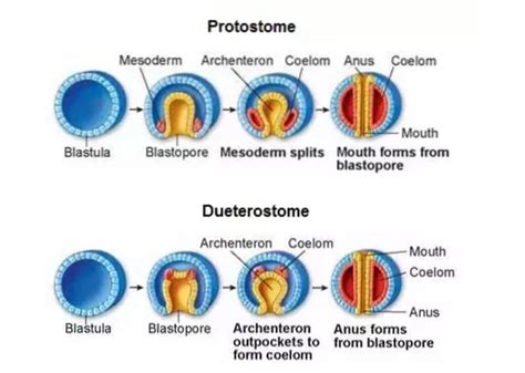 difference between protostomes and deuterostomes cleavage | Differbetween