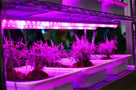 Do LED grow lights really work on indoor house plants? – ViparSpectra