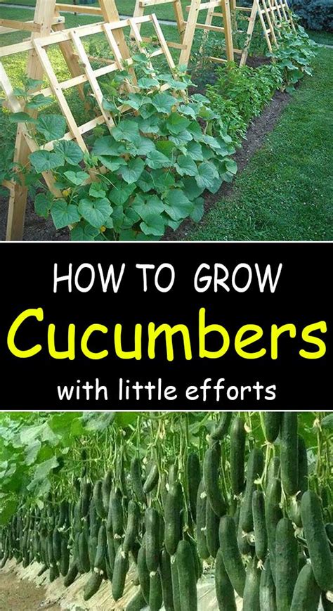 Cucumber Plantation - G4rden Plant