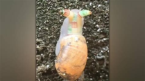 Creepy 'zombie snail' flashes green and orange, freaks out hiker | Fox News