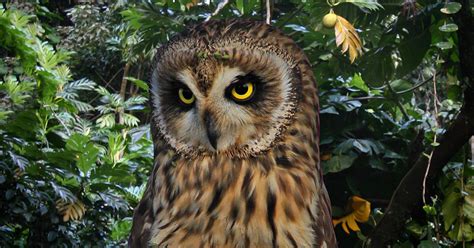 Maui Fauna of the Month: Pueo - the Hawaiian Owl