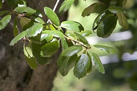 Sacramento zoo, Oak leaves, California coast