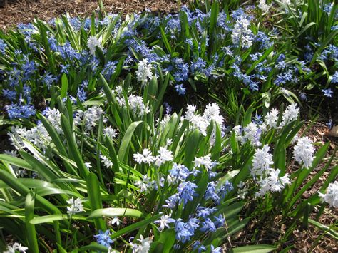 Striped Squill (Puschkinia) | Rotary Botanical Gardens