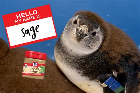 Maryland Zoo Dishes Up New Penguin Name With a Spicy Theme | The ...