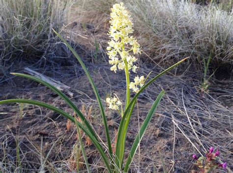 A Photo Guide to Oregon Desert Plants - Sage Clegg, Thru Hiking