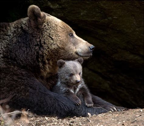 Maternidad | Baby animals funny, Bear, Bear pictures