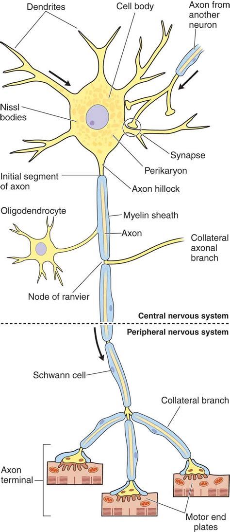 The Nervous System | Musculoskeletal Key