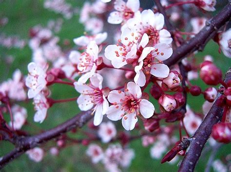 Best Flowers In The World: Flowering Plum Tree Varieties