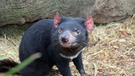 Tasmanian devil breeding success tempered by tumours found in relocated animals - ABC News