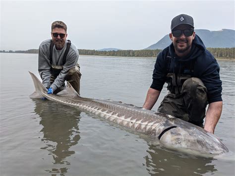 FRASER RIVER STURGEON FISHING REPORT – River is on the rise!