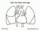 Pulmonary Circulation Coloring Page Sketch sketch template