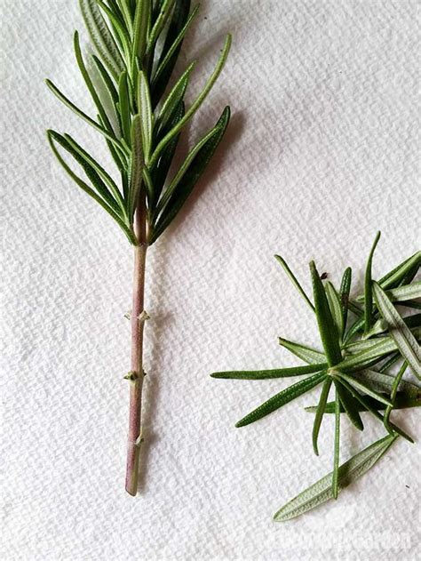 How to cut rosemary plant information | cathyshepherdot