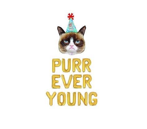 Birthday Party Cat