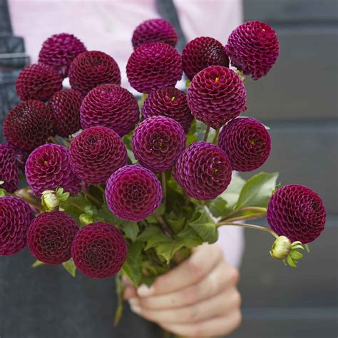 Dahlia Bulbs - Moor Place | Dahlia Tubers | Eden Brothers