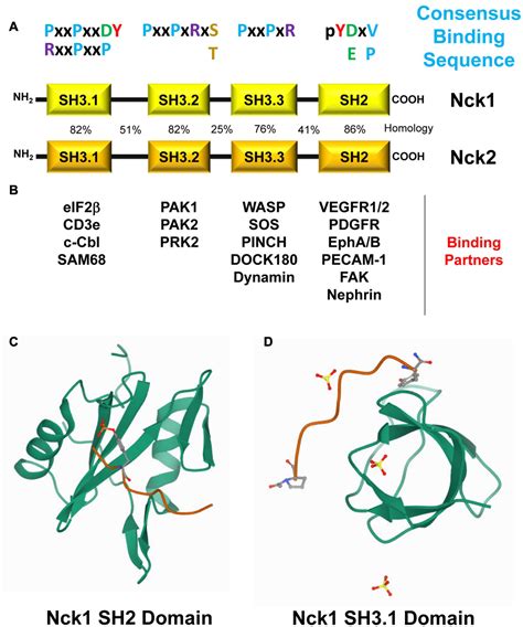 Frontiers | Sinner or Saint?: Nck Adaptor Proteins in Vascular Biology | Cell and Developmental ...