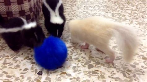 Cute baby skunks playing a blue fluffy ball - YouTube