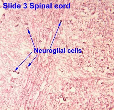 Neuroglia Microscope