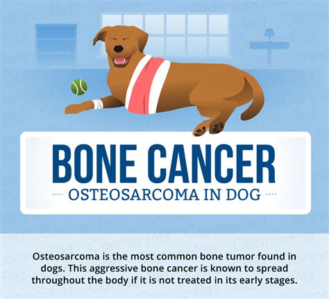 Bone Cancer (Osteosarcoma) in Dogs | Canna-Pet