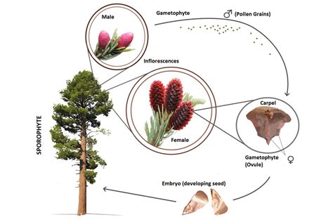 Gymnosperms: Definition, Examples, and Reproduction