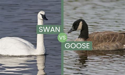 Swan vs Goose – Two Mighty Waterfowl Species Compared