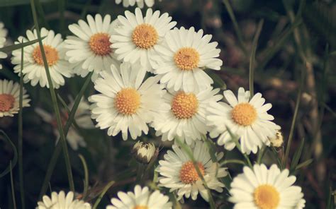 Desktop Daisy HD Wallpapers Free Download