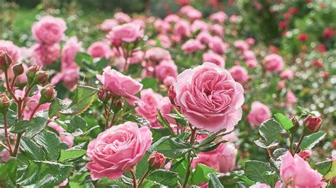 How Do Garden Roses Differ From Standard Roses?