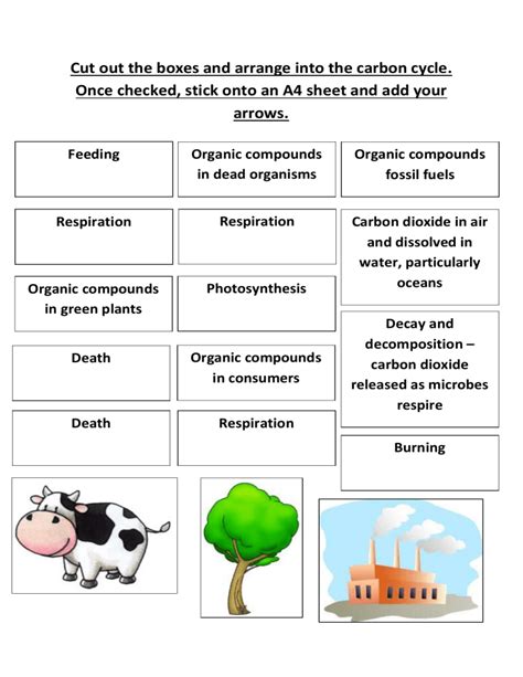 carbon cycle worksheet