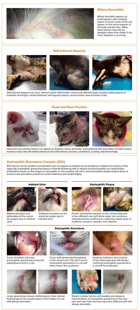 Figure 5: Clinical Presentation of the Feline Patient