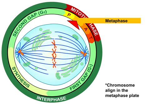 File:Metaphase eukaryotic mitosis.svg - Wikimedia Commons