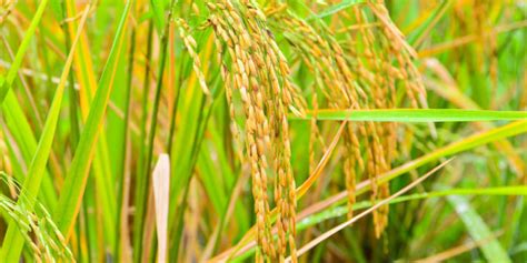 How To Grow Rice: Planting, Care, & Harvesting Practices