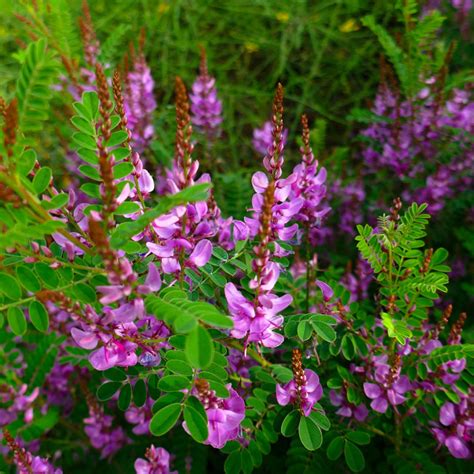 True Indigo (Indigofera tinctoria) - Annie's Heirloom Seeds