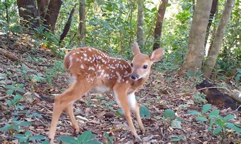 Costa Rica Wildlife: Meet the White-tailed Deer