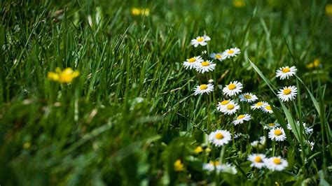 Spring Grass HQ Background Wallpaper 25900 - Baltana