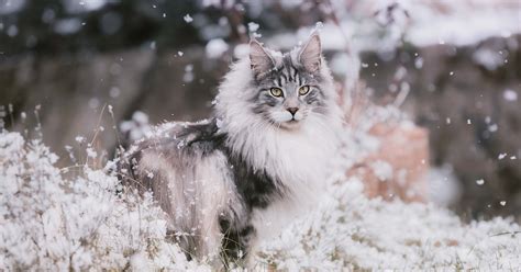 Cat Breeds Made for Winter Weather