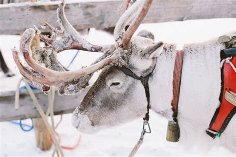 Reindeer Sleigh Ride in Lapland Stock Photo - Image of arctic, wilderness: 90178154