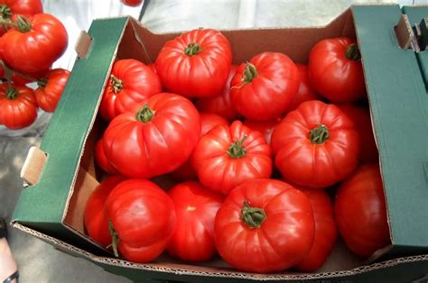 beefsteak tomato varieties + uses - Arad Branding