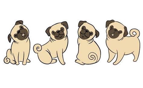 How to draw a Pug - Letsgetpet