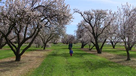 Historic Orchard | San Jose