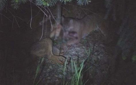 Vicious Mountain Lion vs. Wolf Battle Witnessed in Vancouver | OutdoorHub