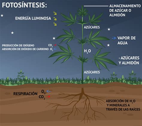 La fotosíntesis: fase oscura