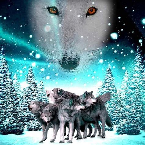 Featured | Wolf Pack (Anime) Amino